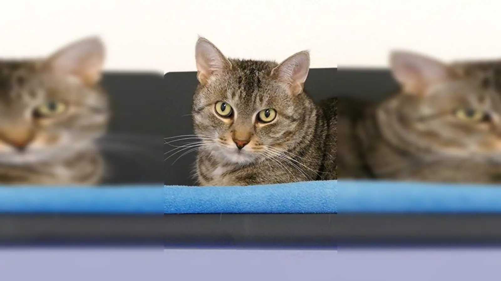 Kater Chiko. (Foto: Tierheim Riem)