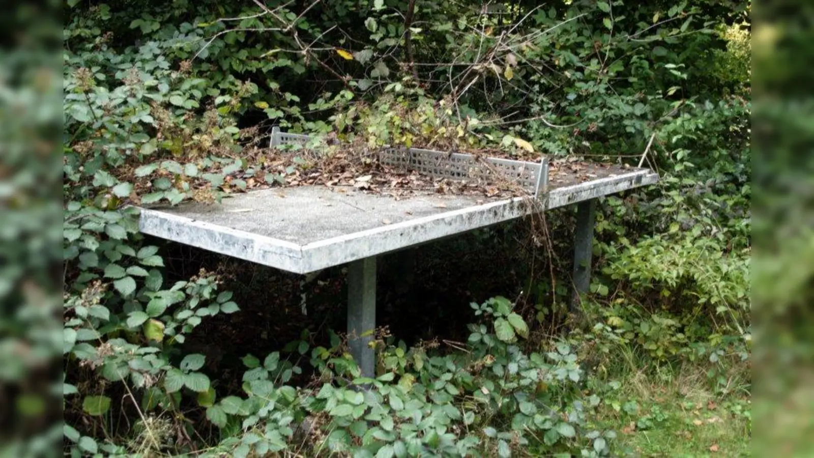 Noch liegt der Siemenspark in weiten Teilen im Dornröschenschlaf wie diese Tischtennisplatten. (Foto: job)