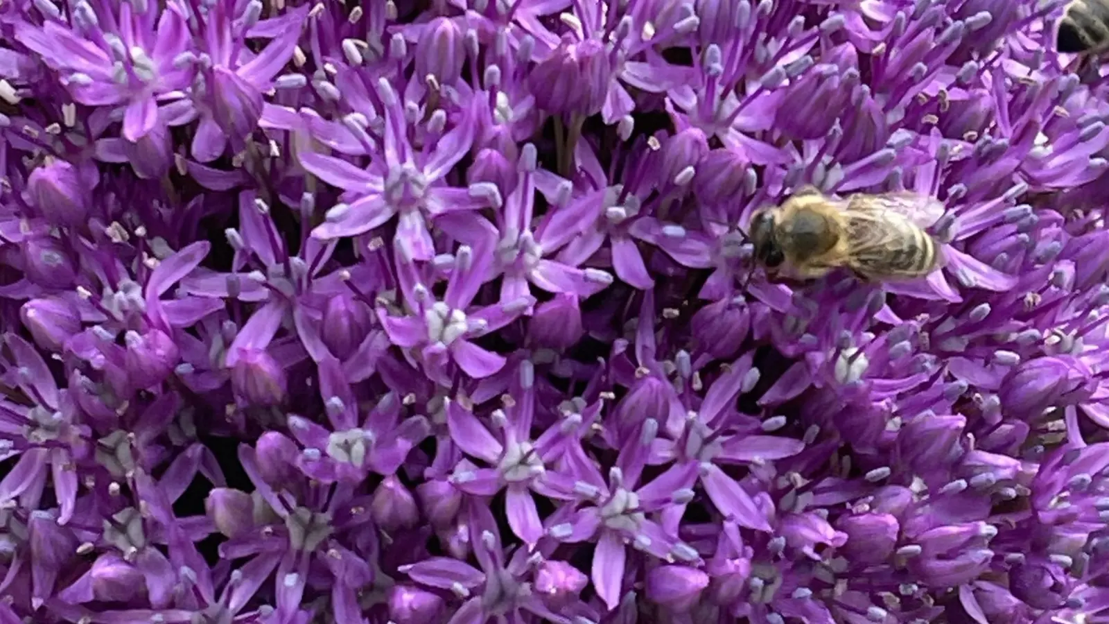 In den naturnah gestalteten Gärten fühlen sich auch Bienen und andere Insekten pudelwohl. (Foto: hw)