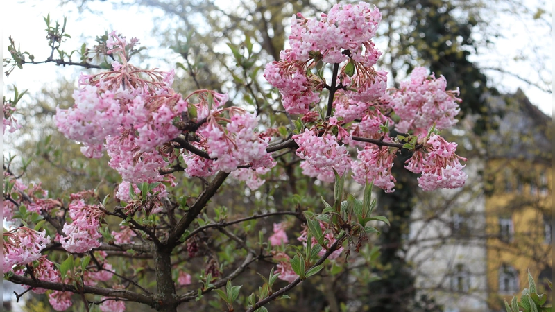 Beim Stadtbegrünungs-Wettbewerb werden Preise in sieben verschiedenen Kategorien vergeben.  (Foto: mha)