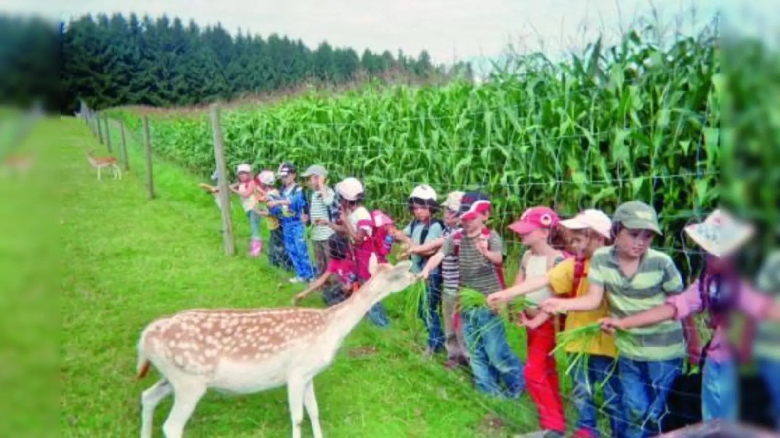 Die Ferienangebote sind vielfältig: Bei der vom Stadtjugendamt angebotenen Bauernhoffreizeit konnten die Kinder zum Beispiel Rehe füttern. (Foto: Stadtjugendamt)