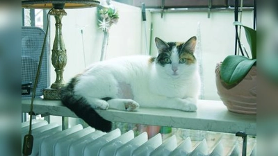 Die Katze von Gisela Köppl wurde von zwei Luftdruckgeschossen im Bauch getroffen. (Foto: as)