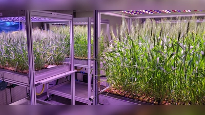 Indoor farming mit Weizen am Versuchsgut in Dürnast. (Foto: TUM-Lehrstuhl für Digital Agriculture)
