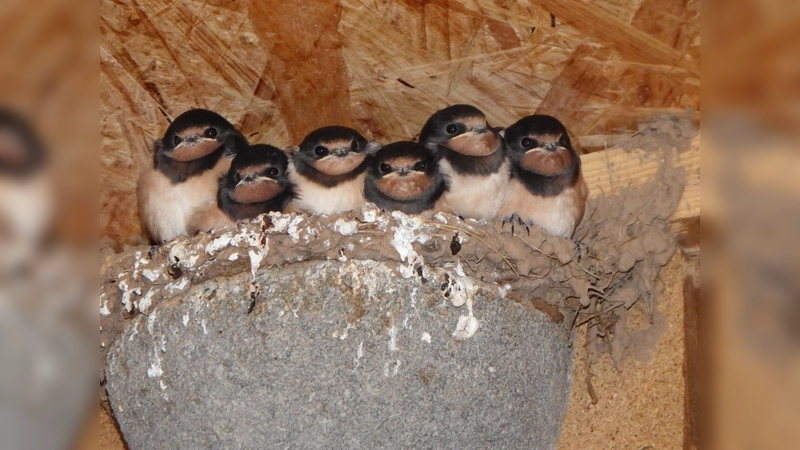 Junge Rauchschwalben in ihrem Nest. Ein Brett unterhalb schützt die Umgebung vor herunterfallender Nahrung oder Kot. (Foto: Bernhard Schiewe/NABU)