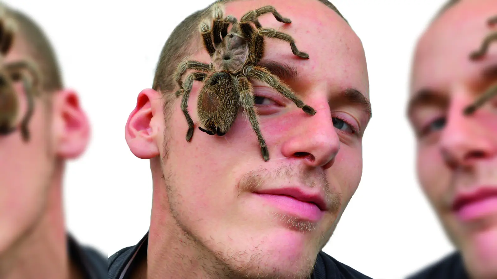 Hautkontakt mit Spinne: Bei der Ausstellung kann man den Tieren richtig nah kommen. (Foto: Giovanno Neigert)