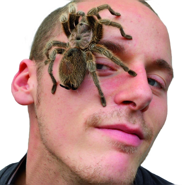 Hautkontakt mit Spinne: Bei der Ausstellung kann man den Tieren richtig nah kommen. (Foto: Giovanno Neigert)