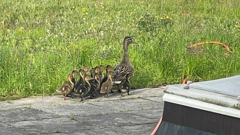 Sie hat einen Stein im Brett bei den Mitarbeiterinnen und Mitarbeitern im Rathaus Gauting: Seit sechs Jahren zieht eine Ente alljährlich ihre Jungen auf dem Rathausbalkon auf. (Foto: Gemeinde Gauting)