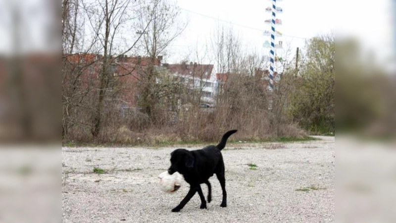 Auf der Brachfläche im Schatten des Thalkirchner Maibaums sollen demnächst die »Isargärten« aus dem - mit Altlasten verdreckten? - Boden gestampft werden. (Foto: job)