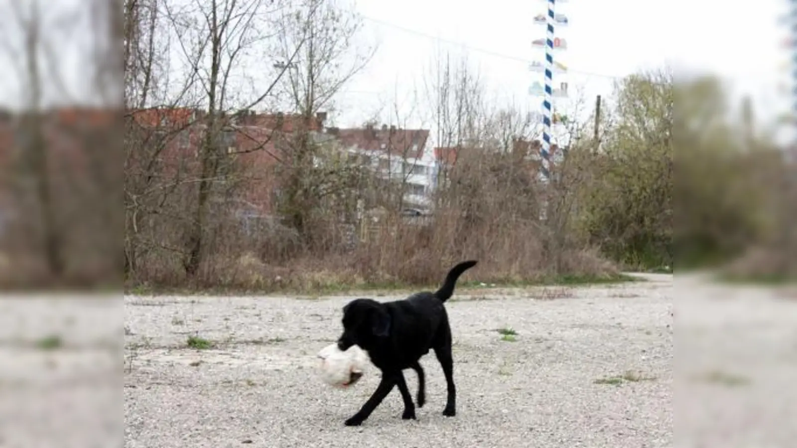 Auf der Brachfläche im Schatten des Thalkirchner Maibaums sollen demnächst die »Isargärten« aus dem - mit Altlasten verdreckten? - Boden gestampft werden. (Foto: job)