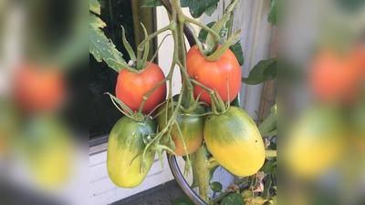 Auch die „Rote Zora”, eine längliche Tomatensorte, ist in der Saatgutbibliothek der Gemeindebücherei erhältlich.  (Foto: VA)