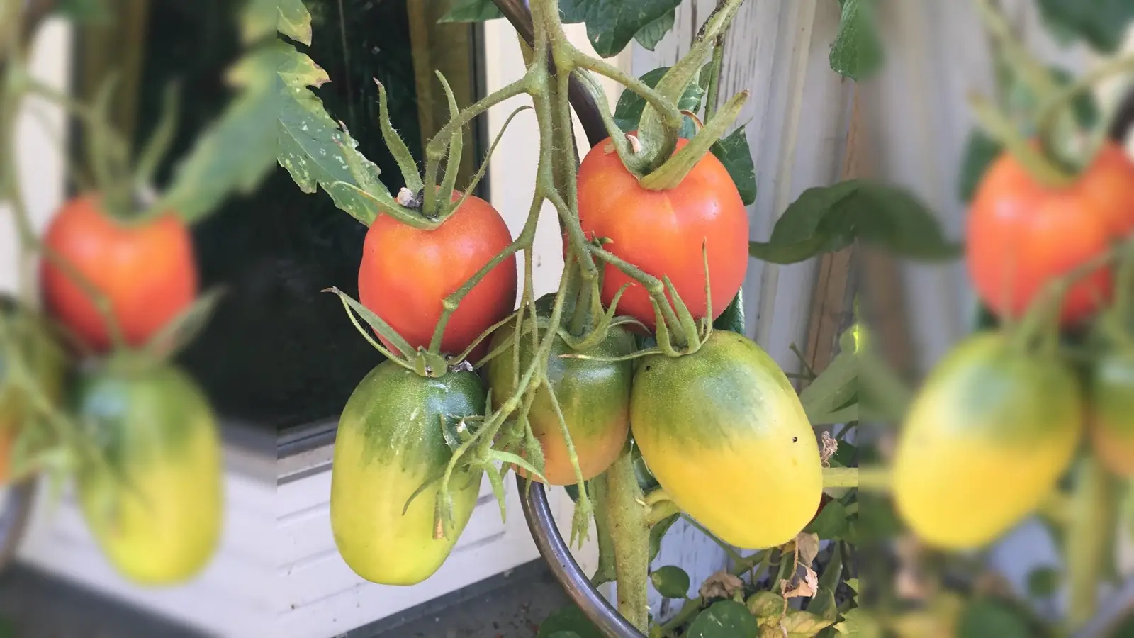 Auch die „Rote Zora”, eine längliche Tomatensorte, ist in der Saatgutbibliothek der Gemeindebücherei erhältlich.  (Foto: VA)