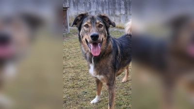 Loisl ist ein kastrierter Rüde. (Foto: Tierheim Riem)