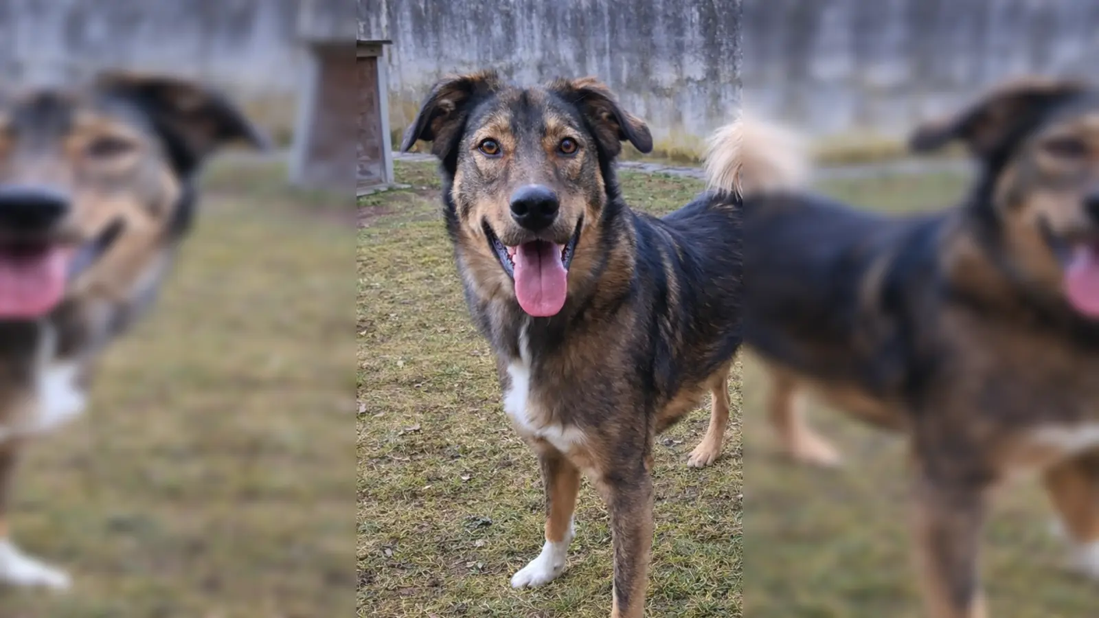 Loisl ist ein kastrierter Rüde. (Foto: Tierheim Riem)