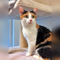 Unsere Europäisch Kurzhaar Katze Mini. (Foto: Tierheim Riem)