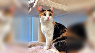 Unsere Europäisch Kurzhaar Katze Mini. (Foto: Tierheim Riem)