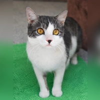 Kater Bernie. (Foto: Tierheim Riem)