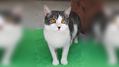 Kater Bernie. (Foto: Tierheim Riem)