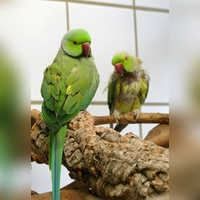 Halsbandsittichpärchen Bingo und Achmed. (Foto: Tierheim Riem)