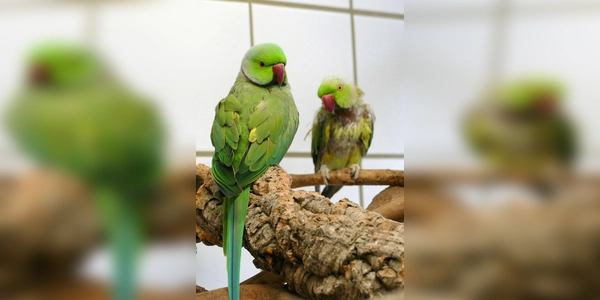 Halsbandsittichpärchen Bingo und Achmed. (Foto: Tierheim Riem)