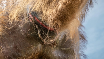 Nur ein Ochse habe bei dem Rennen eine - unbedenkliche - Schürfwunde gehabt, sagt Andreas Donhauser von der FFW. „Mindestens ein Kamel wies eine blutige Wunde an der Kehle auf”, schreibt dagegen PETA mit Hinblick auf die von Animal Rebellion vor Ort gemachten Bilder wie dieses, das die Wunde des Kamels zeigt. (Foto: Animal Rebellion)