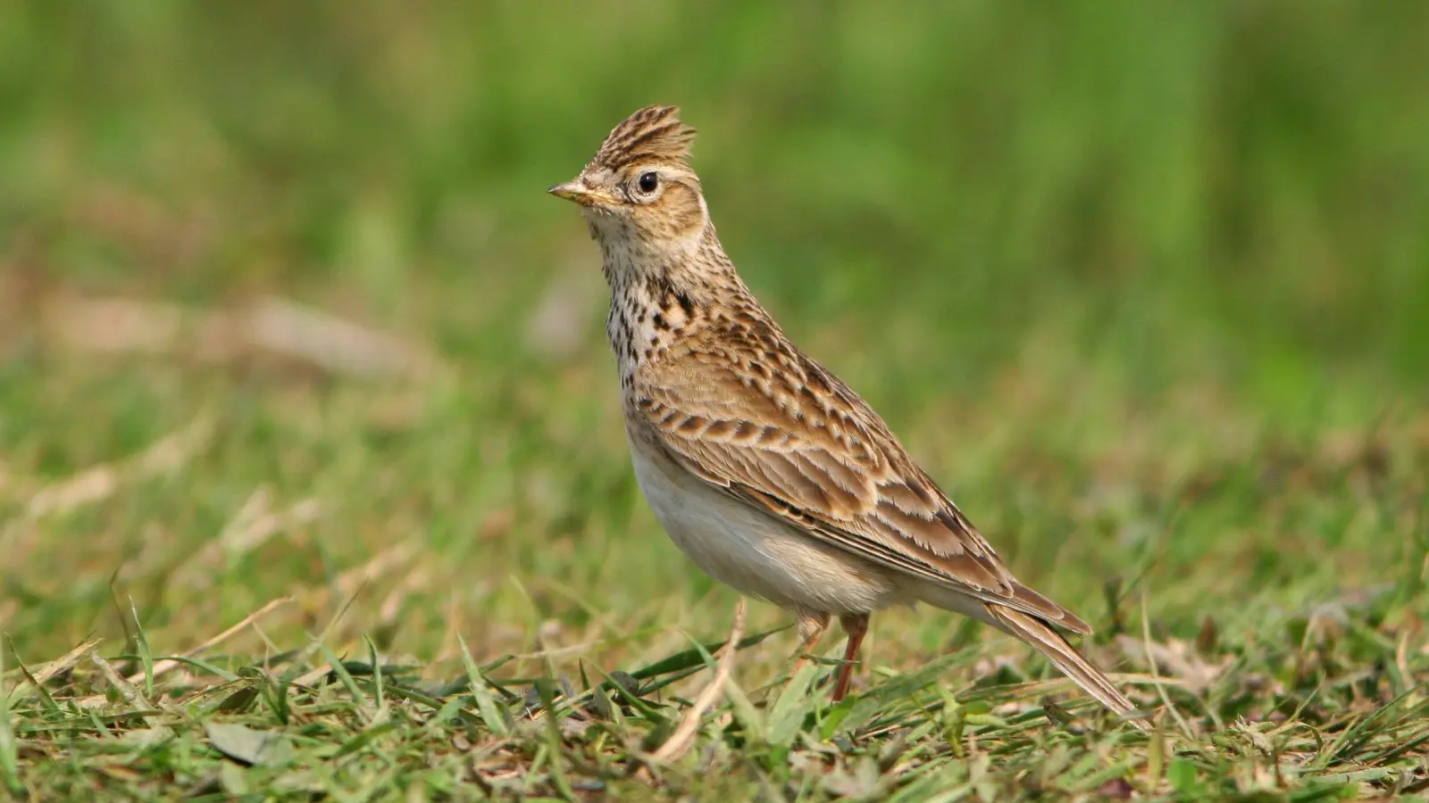 Die an den zukünftigen Landschaftspark angrenzenden Schutzgebiete gehören zu den letzten Lebensräumen von Feldlerchen in München. (Foto: Zdenek Tunka/LBV-Bildarchiv)