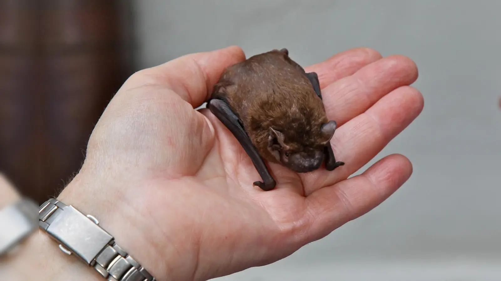 Dieser große Abendsegler wurde von der LBV-Fledermausexpertin Frau Kistler gesund gepflegt.  (Foto:  B. Boehse)