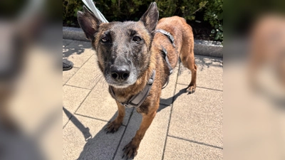 Malinois-Mix Hündin Maeve. (Foto: Tierheim Riem)