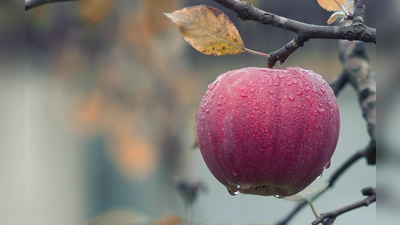 Jeder, der möchte, kann Äpfel aus Unterföhring oder aus anderen Orten im Landkreis München anliefern.  (Foto: CC0)