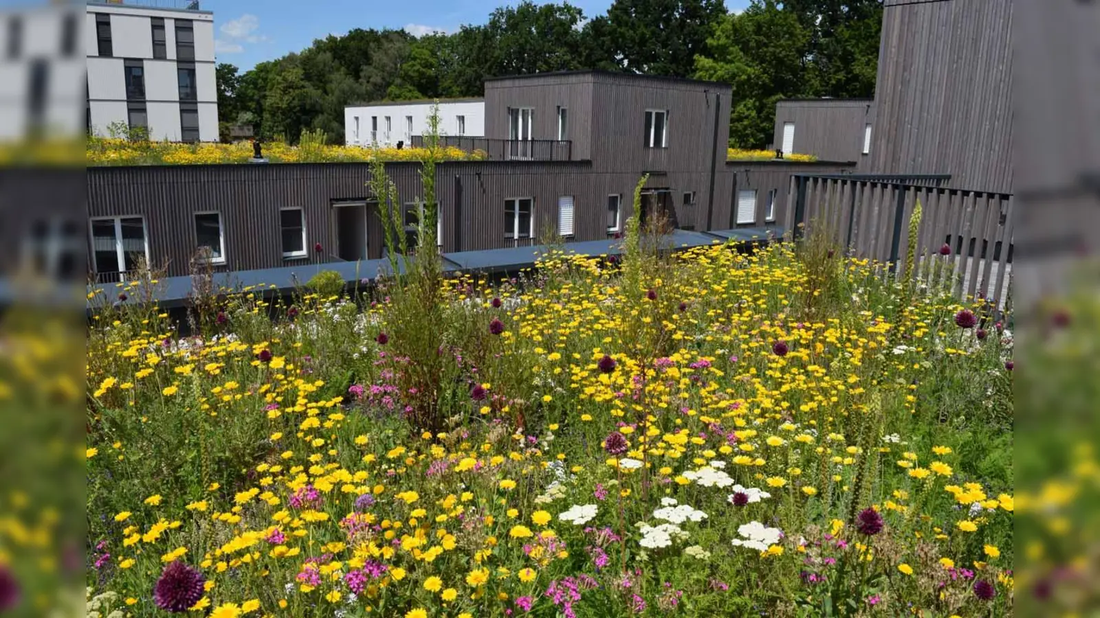 Die Stadt Weilheim i.OB fördert durch die Gewährung von Zuschüssen Maßnahmen zur Dachbegrünungen.  (Foto: Bundesverband GebäudeGrün e. V.)