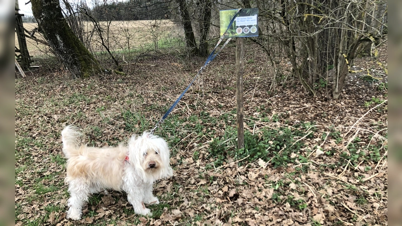 Während der Brutzeit der Vögel sollen Hunde an die Leine, um Bodenbrüter nicht zu stören. (Foto: pst)