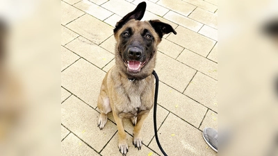 Unser Malinois-Mix-Rüde Ace. (Foto: Tierheim Riem)