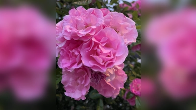 Die Schönheit der Rose steht im Mittelpunkt der Veranstaltung der AGLM. (Foto: hw)