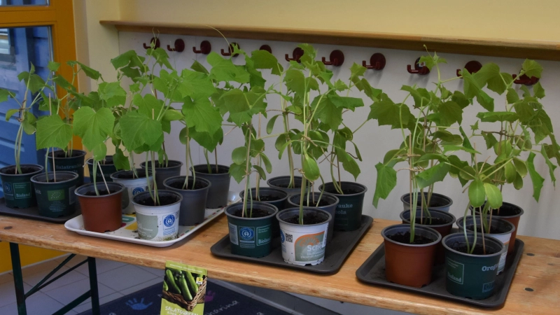 Die von den Kindern liebevoll gezüchteten Pflanzen wurden auf dem Markt verkauft. (Foto: Kinderfarm)