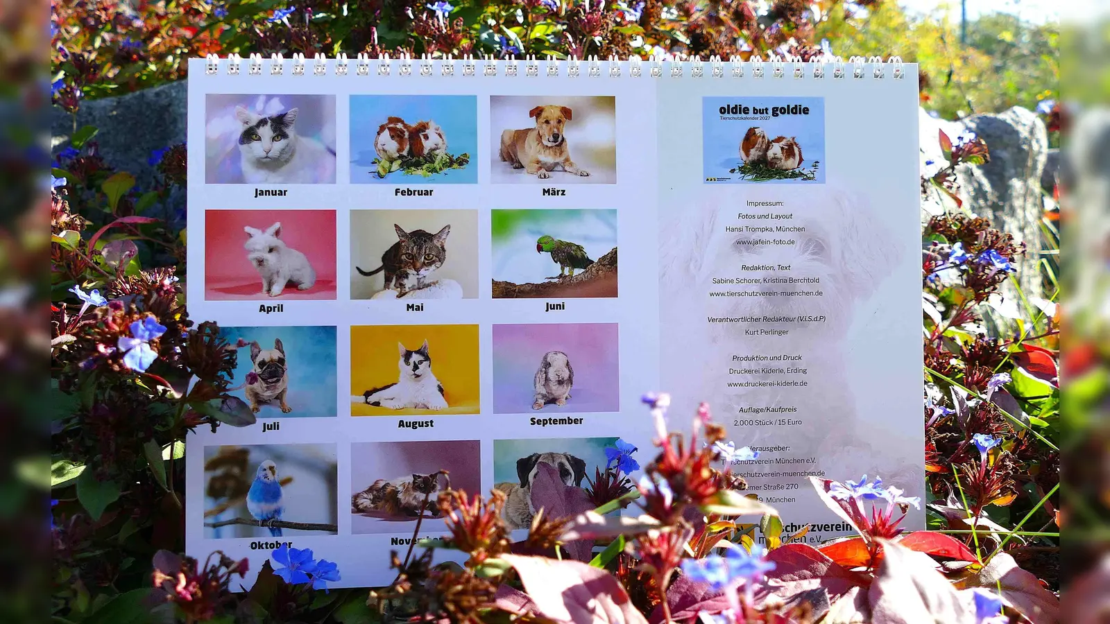 „Oldie but Goldie”: Der Tierschutzkalender 2027 widmet sich den älteren Bewohnern des Münchner Tierheims. (Foto: Tierschutzverein München e.V.)