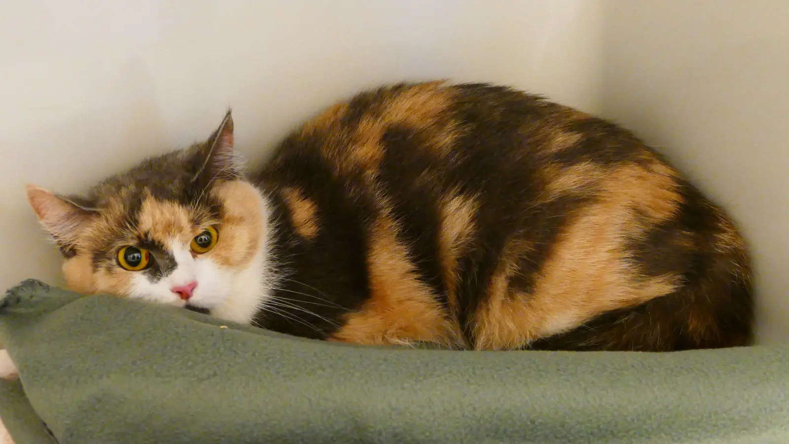 Das Foto von Perla stammt vom Tag ihrer Aufnahme im Tierheim, bevor sie gebar.  (Foto: Tierschutzverein München e.V.)