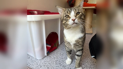 Der Europäisch-Kurzhaar-Kater Falco benötigt eine große Wohnung mit viel Platz und hat einige gesundheitliche Besonderheiten. (Foto: Tierheim Riem)