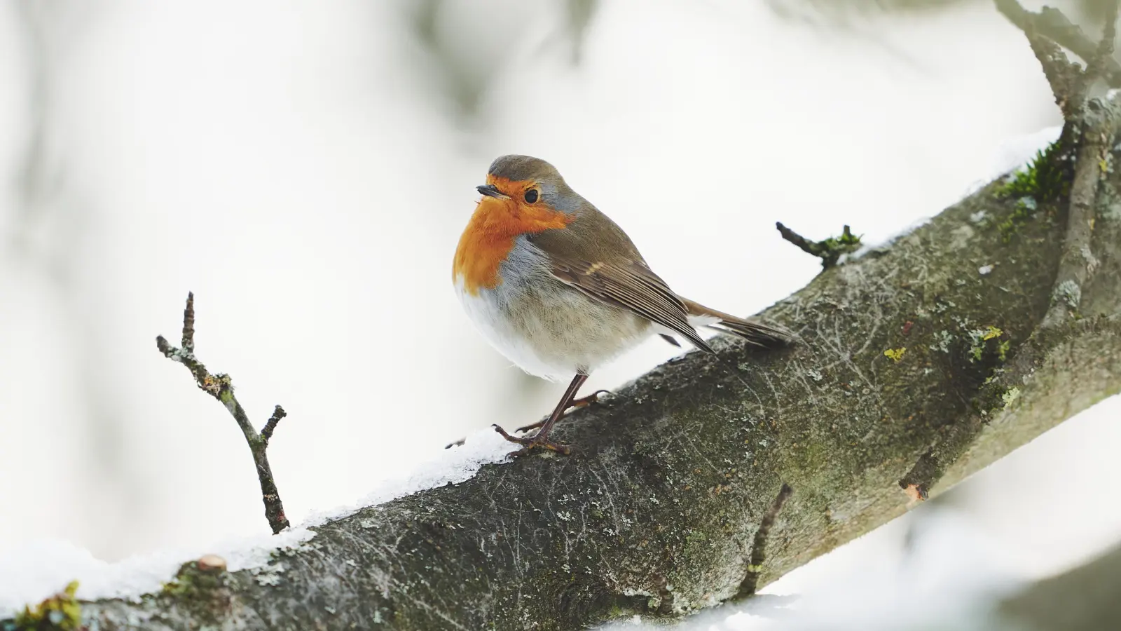 Kinder ab sechs Jahren erfahren am 18. November jede Menge spannende Infos über unsere heimischen Wintervögel. (Foto: Hauke Lindhorst/LBV)