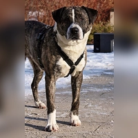 Mischlingsrüde Rexy. (Foto: Tierheim Riem)