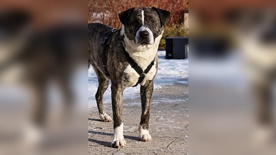 Mischlingsrüde Rexy. (Foto: Tierheim Riem)