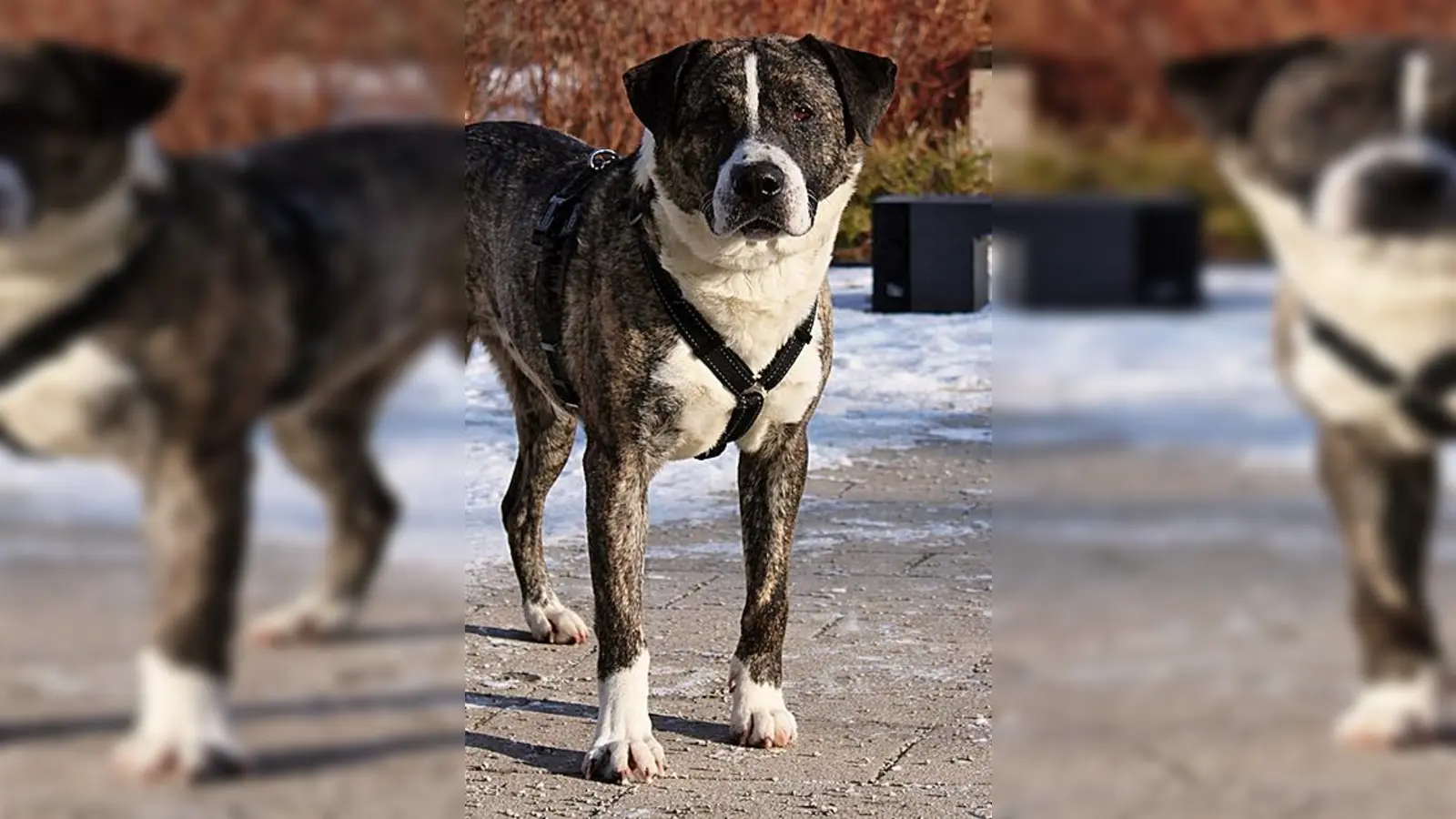 Mischlingsrüde Rexy. (Foto: Tierheim Riem)