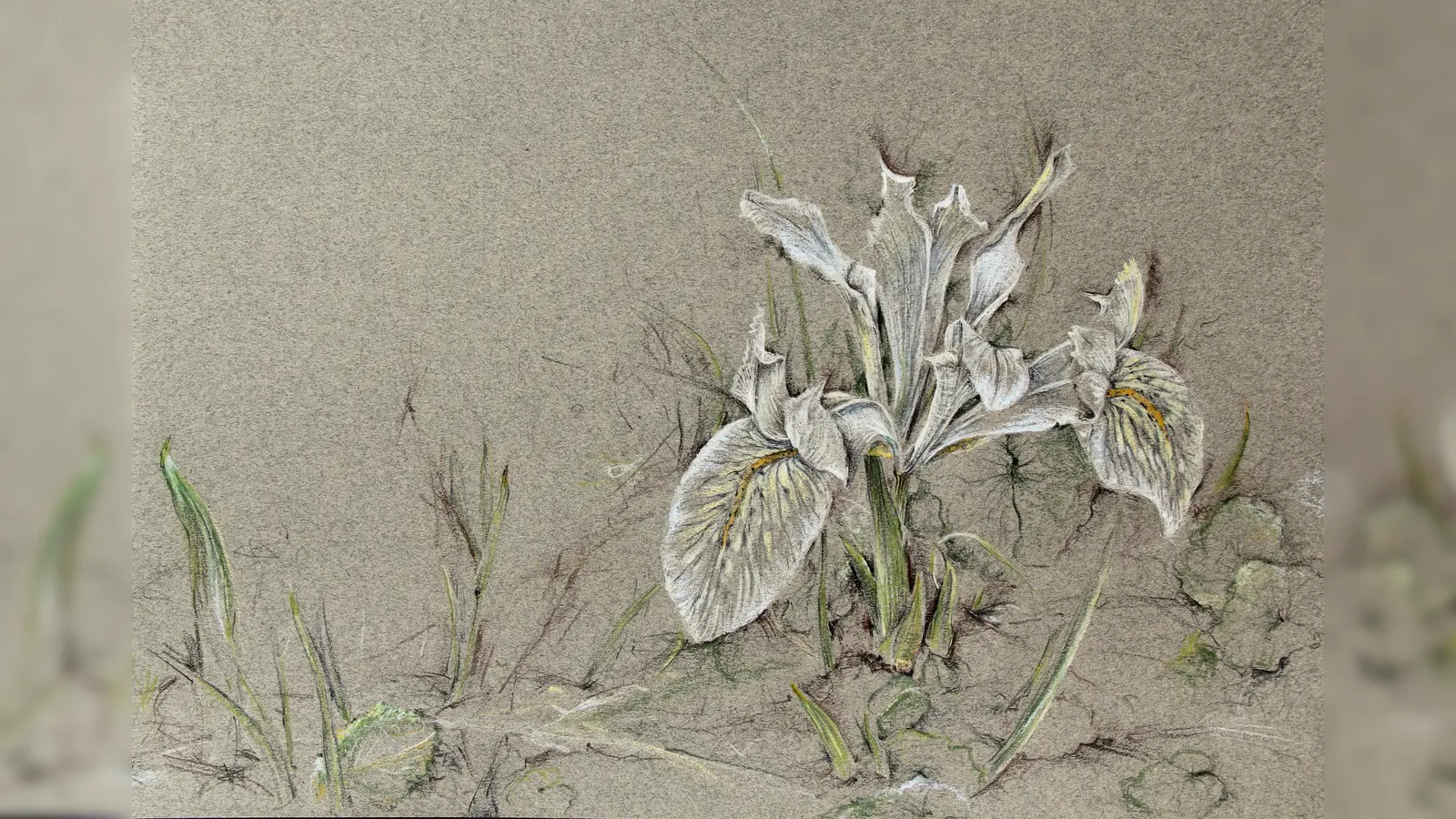 Eine Iris, gezeichnet von Claudia Ibler (Foto: Katherine Hodgkin)