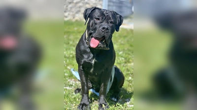 Löwo ist ein junger Cane Corso-Rüde. (Foto: Tierheim Riem)