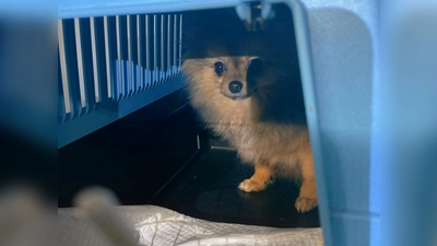 Im Fahrzeug befanden sich insgesamt sieben Hundewelpen in Transportboxen. (Foto: Polizeipräsidium München)
