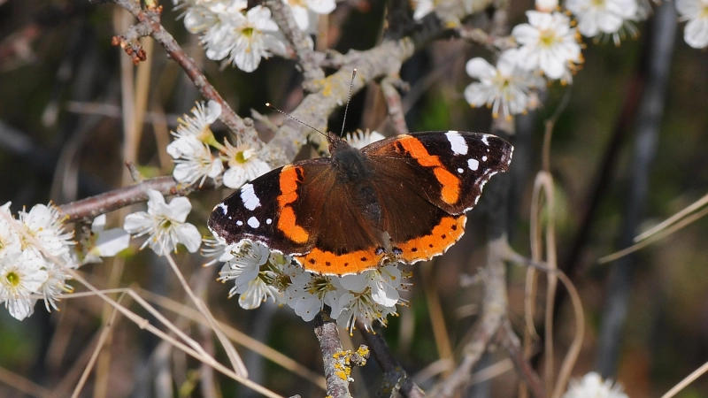 Hübsch anzusehen: Ein Admiral auf einer Schlehenblüte. (Foto: Dr. Eberhard Pfeuffer/LBV Bildarchiv)