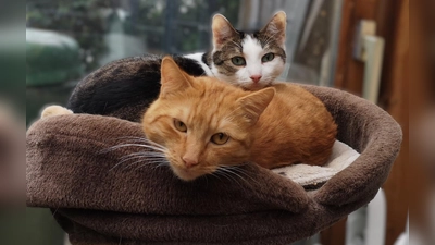 Wir suchen ein Zuhause! (Foto: T. Glasl)