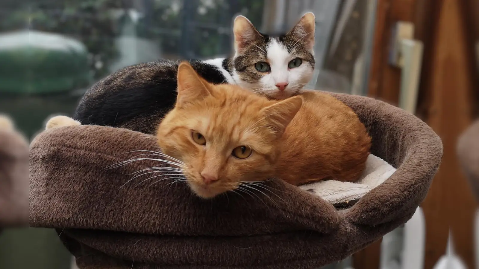 Wir suchen ein Zuhause! (Foto: T. Glasl)