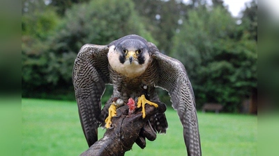 Für die Krähenjagd sind besonders Wanderfalken geeignet. Allerdings ist deren Ausbildung zeit- und kostenintensiv. (Foto: GabiB/pixelio)