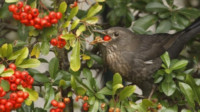 Beeren von Sträuchern sind willkommenes Herbst- und Winterfutter für viele Vögel – hier ein Amselweibchen.  (Foto: Rosl Roessner)