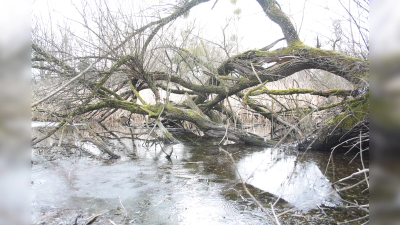 Die Weiher am Erlbach liegen im Schutzgebiet. (Foto: job)
