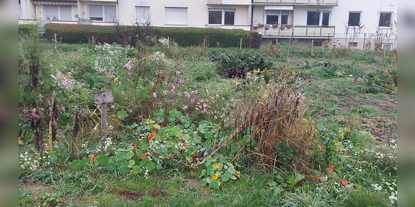 Gärtnern mitten in der Stadt: Wo dies im Hasenbergl möglich ist, erfahren die Teilnehmer der Erkundungstour von Green City. (Foto: bas)